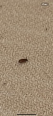 What bug is this?