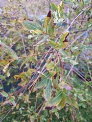 Flamingo Willow diseased?