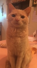 Flounders or Flouncers? The Excellent Cats continue their important debate