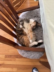 Flounders or Flouncers? The Excellent Cats continue their important debate