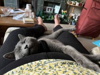 Passports, buckets and spades - the Excellent Cats go on their holidays