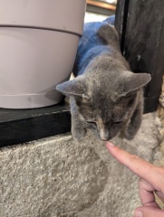 Passports, buckets and spades - the Excellent Cats go on their holidays