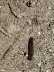 Can anyone help me ID this caterpillar?
