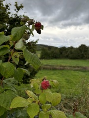 Raspberry help