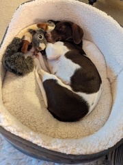 Anyone got a spaniel/jack Russell cross?
