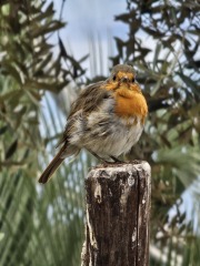 Passports, buckets and spades - the Excellent Cats go on their holidays