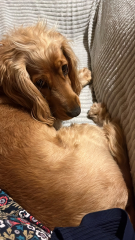 A photo of your dog right now
