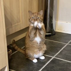 Cat did a strange thing today