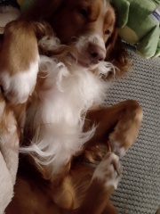Puppy Survival Thread for New & Old Pups - Soon be Autumn 2024