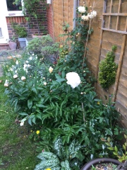 Can I do this in my new build garden?