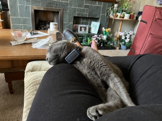 Passports, buckets and spades - the Excellent Cats go on their holidays