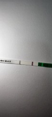 Two lines on an ovulation test? Could it indicate Pregnancy