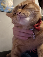 Flounders or Flouncers? The Excellent Cats continue their important debate