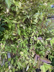 anyone tell me what this tree is called please