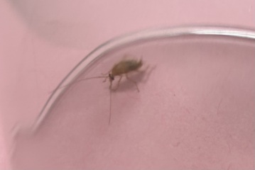 Cockroaches in garden