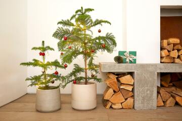 Christmas tree alternatives?