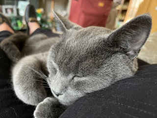 Passports, buckets and spades - the Excellent Cats go on their holidays