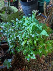 Winter basket and window box plants that thrive on neglect