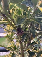 What is this unholy beast?