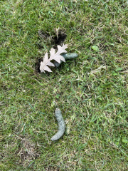 Are these holes made by hedgehogs?