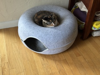 Flounders or Flouncers? The Excellent Cats continue their important debate