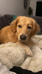 A photo of your dog right now