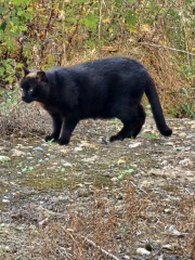 Flounders or Flouncers? The Excellent Cats continue their important debate