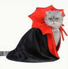 Hello, I’m sorry but as everybody seen the Boden cat cape