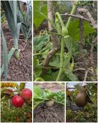 The Vegetable Patch 2024/2025