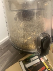 What the fuck?!!! Maggots