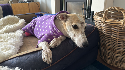 Greyhound