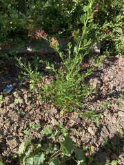 What do I need to do with these new plants for winter?