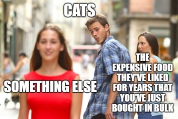 Passports, buckets and spades - the Excellent Cats go on their holidays