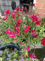 Please can you id my plants