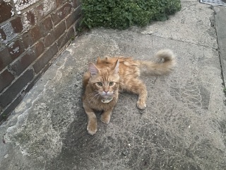 Lost kitten, was I wrong.