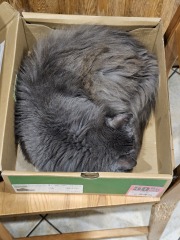 Passports, buckets and spades - the Excellent Cats go on their holidays