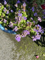 Please can you id my plants