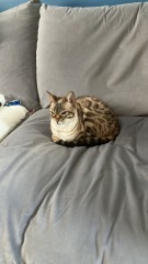 Thread 8 Starmer : Cat fur on new clothes