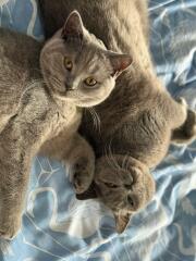 How cats show affection