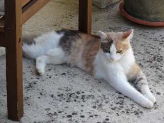 Flounders or Flouncers? The Excellent Cats continue their important debate