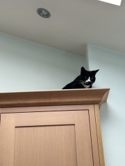 Flounders or Flouncers? The Excellent Cats continue their important debate