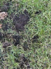 Are these holes made by hedgehogs?