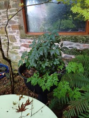 Winter basket and window box plants that thrive on neglect