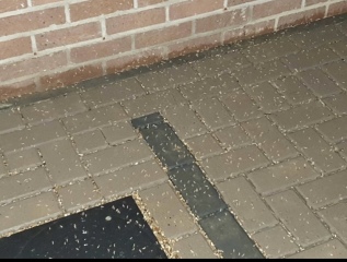 What the fuck?!!! Maggots