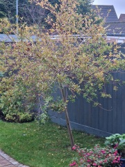 Flamingo Willow diseased?