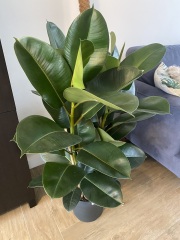 Amigos actively attempting austere actions August 24>