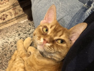 How cats show affection