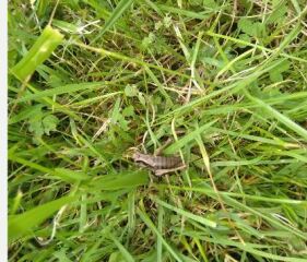 Thread 14 - TalkLair: “What The Hell Are We Supposed To Use, Man? Harsh Language?”