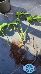 Help! I think I've killed my mostera!
