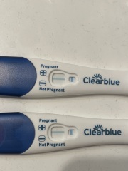 Pregnant or not ? Clear blue